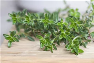  - Satureja hortensis