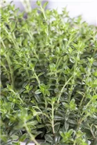  - Satureja hortensis