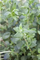  - Satureja hortensis