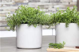  - Satureja hortensis