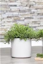  - Satureja hortensis