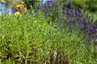  - Satureja montana