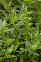  - Satureja montana