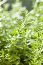  - Satureja montana