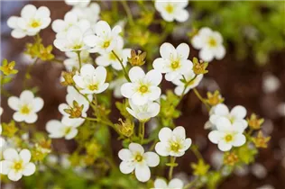 - Saxifraga x arendsii  - Saxifraga x arendsii