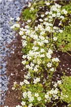 - Saxifraga x arendsii  - Saxifraga x arendsii