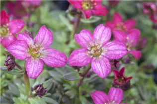 - Saxifraga x arendsii  - Saxifraga x arendsii