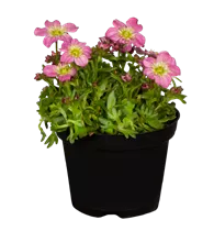  - Saxifraga x arendsii, rosa