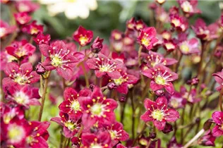 - Saxifraga x arendsii, rot  - Saxifraga x arendsii, rot