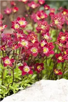 - Saxifraga x arendsii, rot  - Saxifraga x arendsii, rot