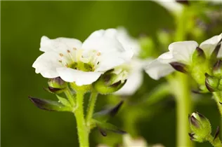  - Saxifraga x arendsii, weiß