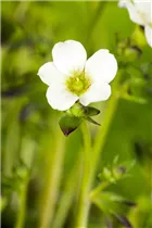  - Saxifraga x arendsii, weiß