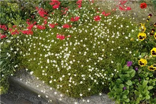  - Saxifraga x arendsii, weiß