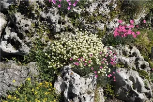  - Saxifraga x arendsii, weiß