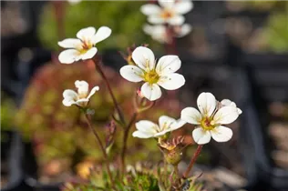  - Saxifraga x arendsii, weiß