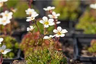  - Saxifraga x arendsii, weiß
