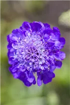  - Scabiosa columbaria