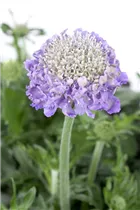  - Scabiosa columbaria