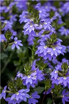 - Scaevola aemula  - Scaevola aemula