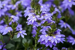 - Scaevola aemula  - Scaevola aemula