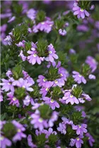 - Scaevola aemula  - Scaevola aemula