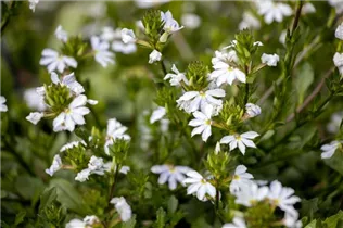 - Scaevola aemula  - Scaevola aemula