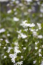 - Scaevola aemula  - Scaevola aemula