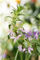 - Scaevola aemula  - Scaevola aemula