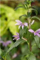 - Scaevola aemula  - Scaevola aemula