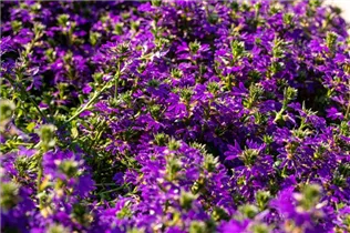 - Scaevola aemula  - Scaevola aemula