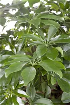  - Schefflera arboricola