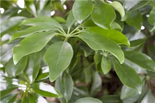 - Schefflera arboricola