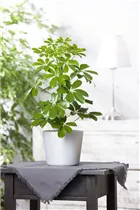  - Schefflera arboricola