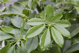  - Schefflera arboricola