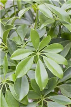  - Schefflera arboricola