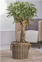  - Schefflera arboricola