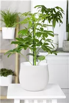  - Schefflera arboricola 'Nora'