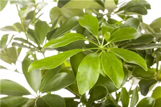  - Schefflera arboricola 'Nora'