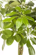  - Schefflera arboricola 'Nora'