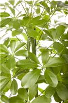  - Schefflera arboricola 'Nora'