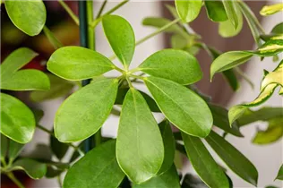  - Schefflera arboricola 'Nora'