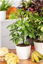  - Schefflera arboricola 'Nora'