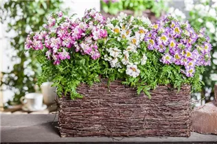  - Schizanthus wisetonensis