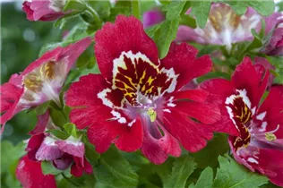  - Schizanthus wisetonensis