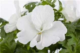  - Schizanthus wisetonensis