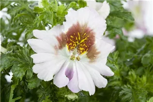  - Schizanthus wisetonensis