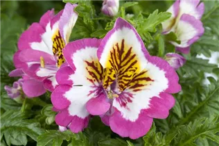  - Schizanthus wisetonensis