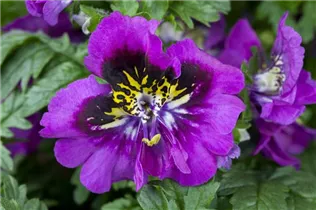  - Schizanthus wisetonensis