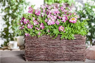  - Schizanthus wisetonensis