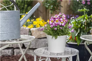  - Schizanthus wisetonensis